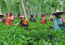 কুলাউড়ায় চা বাগান শ্রমিকদের জীবনমান উন্নয়নে সরকারি প্রকল্পের ধীর গতি, ক্ষোভ প্রকাশ