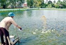 কুলাউড়ায় মৎস্য খাতের সম্ভাবনাময় দিক উন্মোচন, প্রশিক্ষণ কর্মসূচির আয়োজন