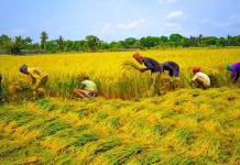 রাজনগরে কৃষকদের মাঝে উন্নত জাতের ধান বীজ বিতরণ, খাদ্য উৎপাদন বৃদ্ধির লক্ষ্য