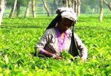 শ্রীমঙ্গলে চা নিলাম কেন্দ্রে বিদেশি ক্রেতাদের আগ্রহ বৃদ্ধি, রপ্তানি আয়ের সম্ভাবনা