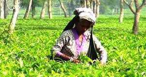 শ্রীমঙ্গলে চা নিলাম কেন্দ্রে বিদেশি ক্রেতাদের আগ্রহ বৃদ্ধি, রপ্তানি আয়ের সম্ভাবনা